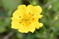 Potentilla grandiflora